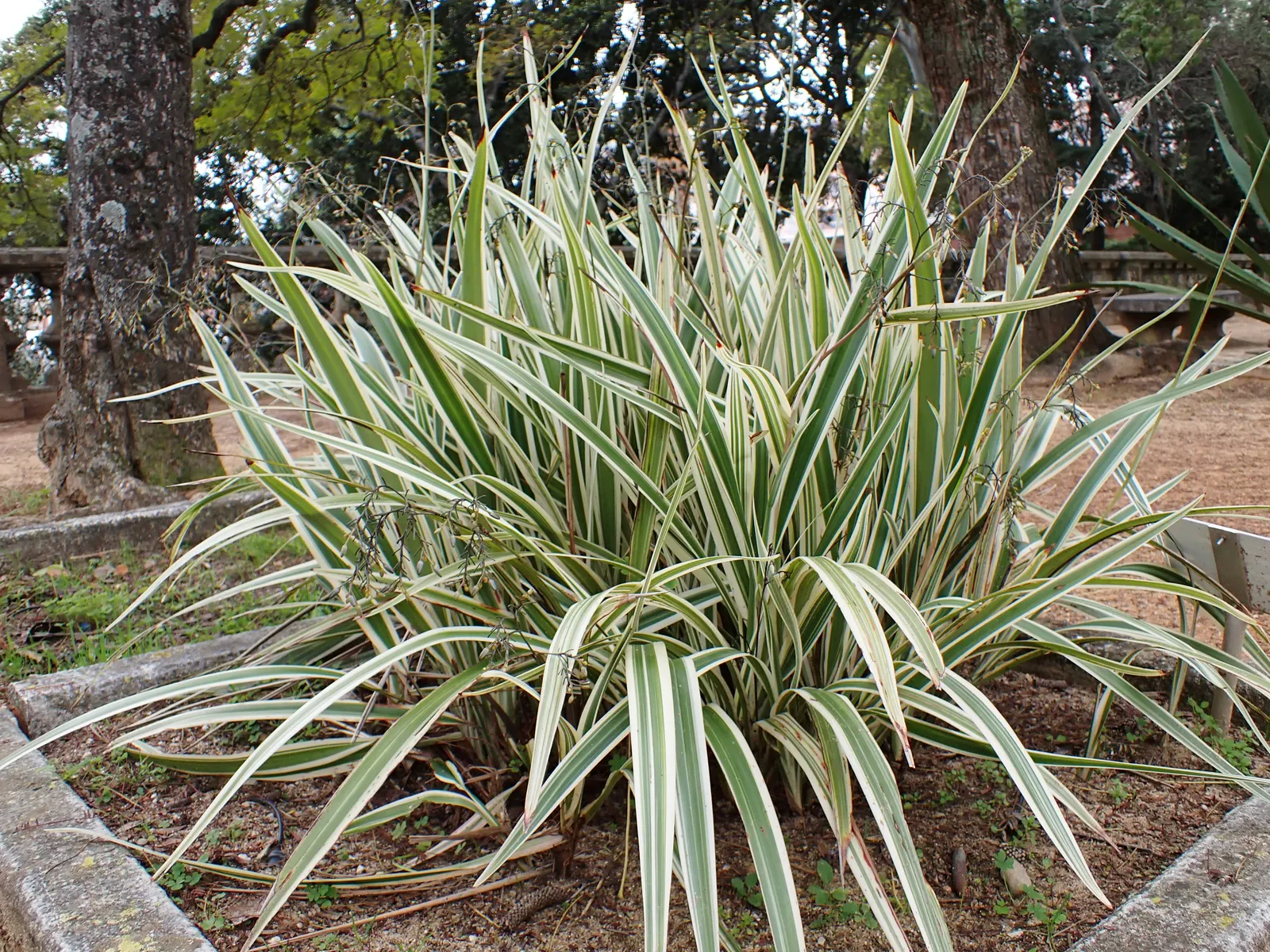 Tasmanian Flax Lily (Dianella Tasmanica) — slender leaves that can grow up to 2 to 3 feet in length and about 1 to 2 inches wide; each bloom approximately 0.75