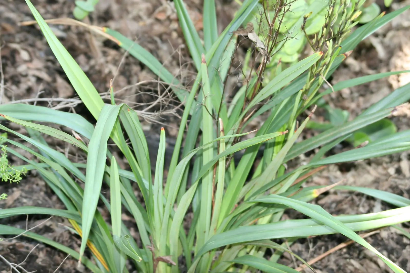 Tasmanian Flax Lily (Dianella Tasmanica) — slender leaves that can grow up to 2 to 3 feet in length and about 1 to 2 inches wide