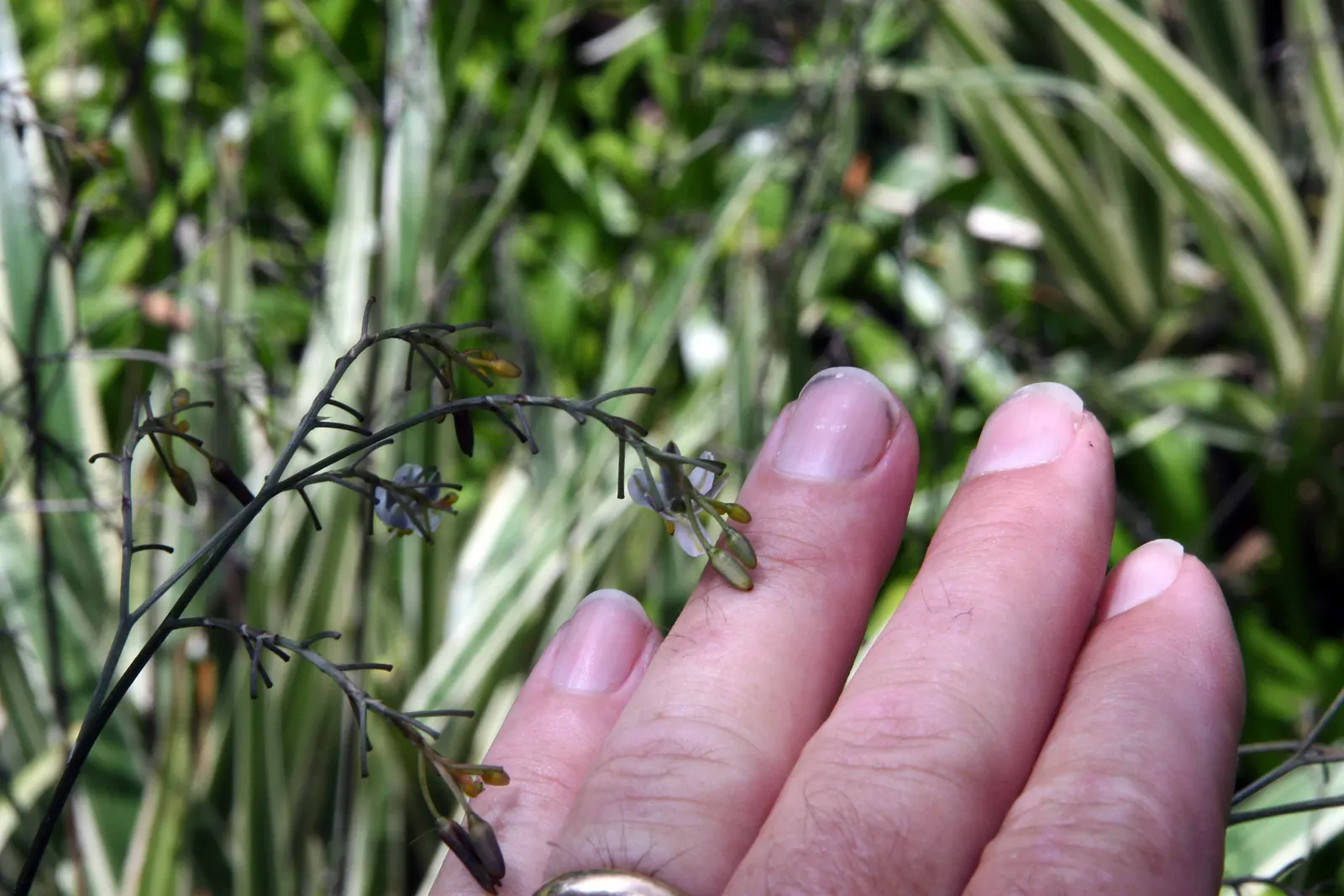 Tasmanian Flax Lily (Dianella Tasmanica) — It is also an excellent foliage contrast when interspersed among other plants, image 50