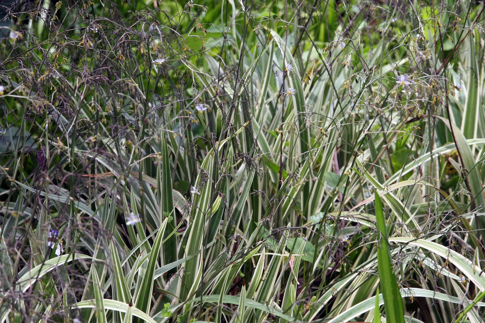 Tasmanian Flax Lily (Dianella Tasmanica) — or within container gardens; often chosen for its attractive foliage and vibrant indigo berries