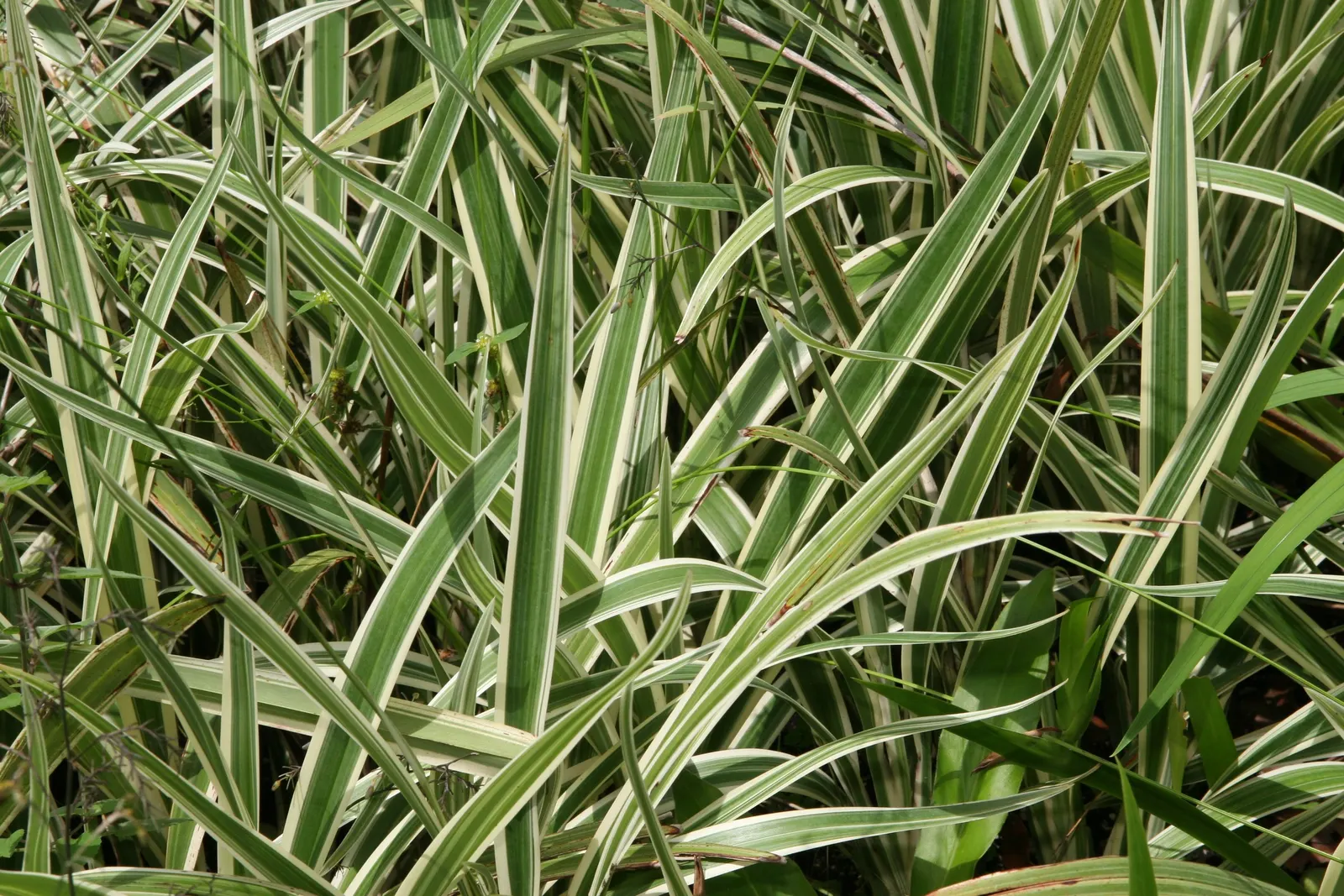 Tasmanian Flax Lily (Dianella Tasmanica) — the Flax Lily produces eye-catching; the Flax Lily's robust nature allows it to resist common pests and diseases