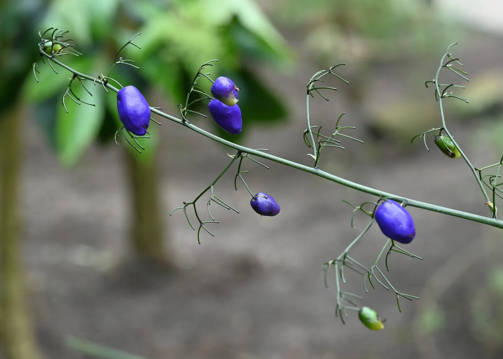 Tasmanian Flax Lily (Dianella Tasmanica) — this hardy species thrives in partial shade to full sun and adapts to a range of soils; blue flowers in, image 58