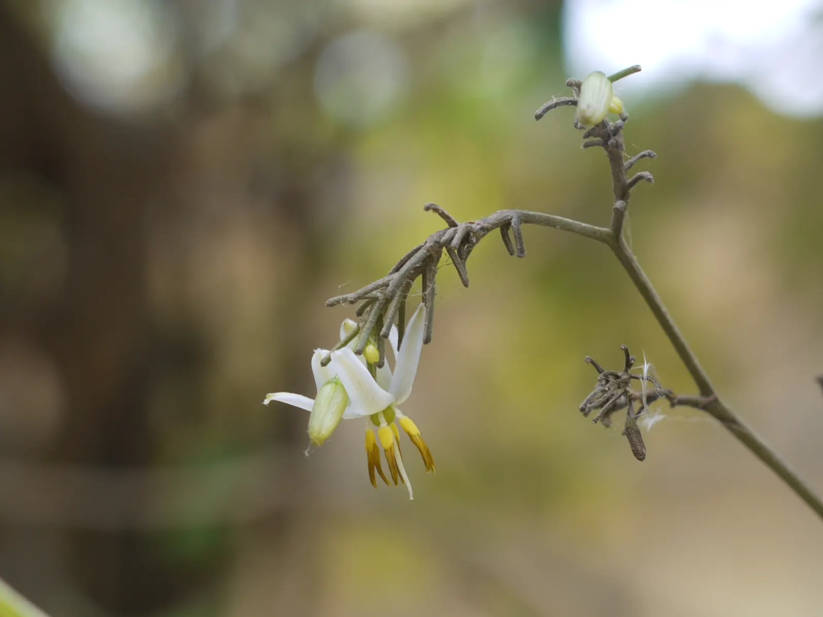 Tasmanian Flax Lily (Dianella Tasmanica) — The Tasmanian Flax Lily (Dianella tasmanica) is an evergreen perennial with strappy; this hardy species, image 55