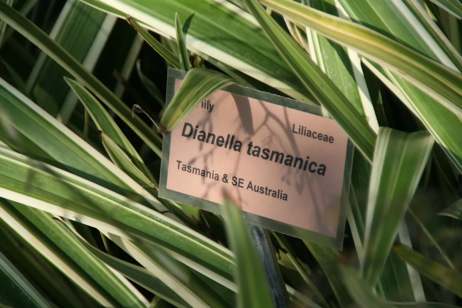 Tasmanian Flax Lily (Dianella Tasmanica) — each bloom approximately 0.75 to 1 inch across; is a striking evergreen perennial that adds a touch of elegance and