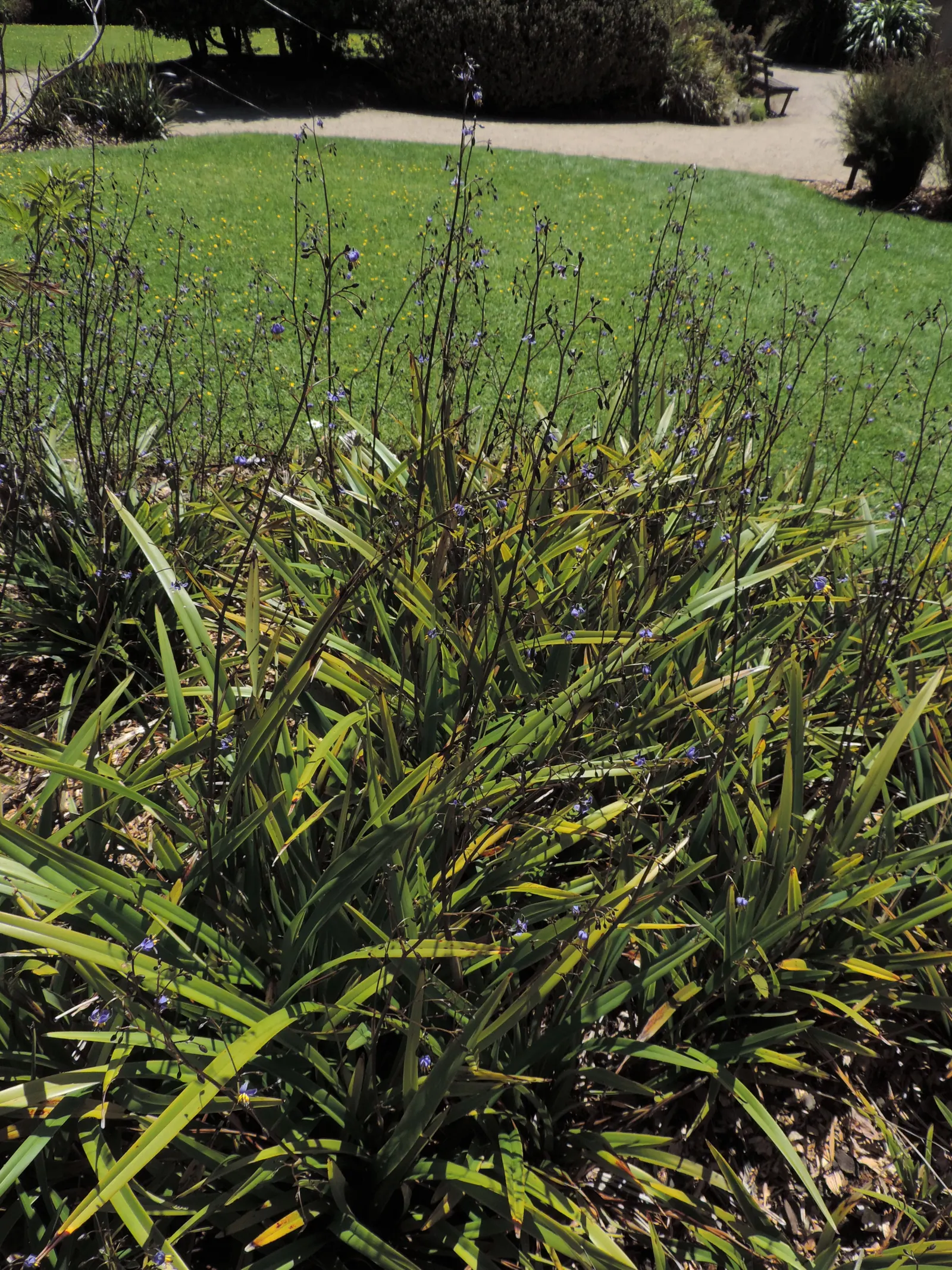 Tasmanian Flax Lily (Dianella Tasmanica) — verdant green leaves that reach up to 3 feet in height and spread up to 2 feet wide; star-shaped flowers, image 56