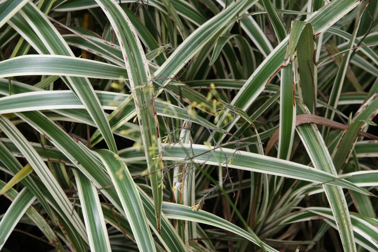 Tasmanian Flax Lily (Dianella Tasmanica) — blue flowers in the garden; slender leaves that can grow up to 2 to 3 feet in length and about 1 to 2 inches wide