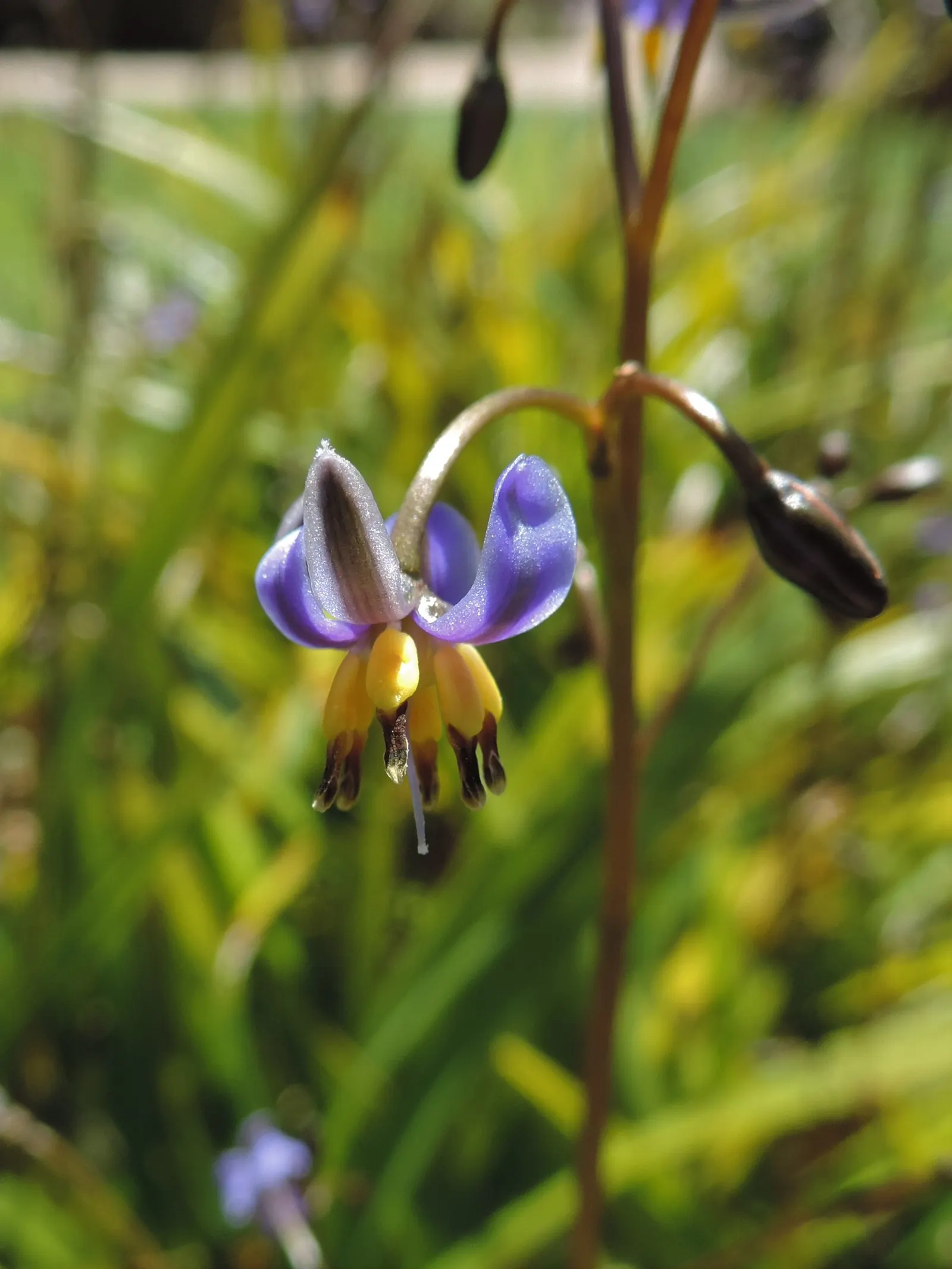 Tasmanian Flax Lily (Dianella Tasmanica) — this hardy species is native to Tasmania and southeastern Australia