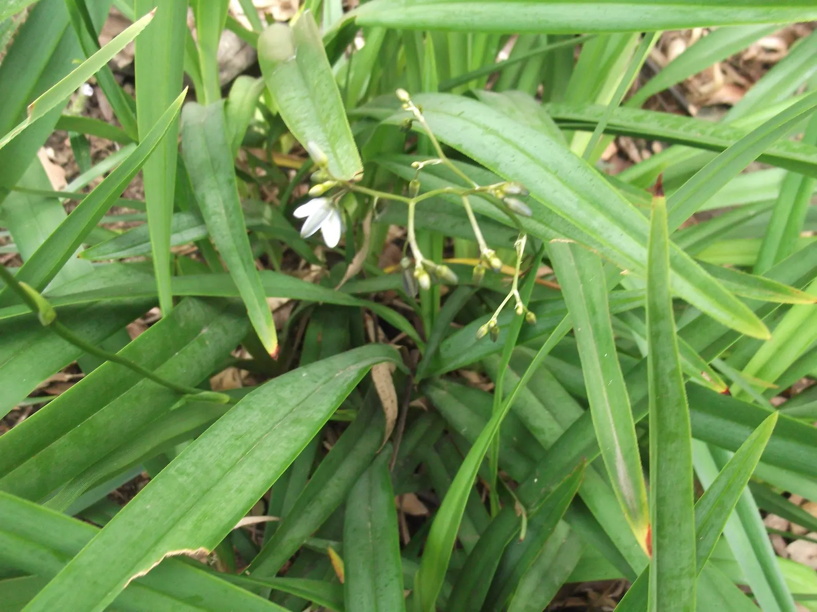 Tasmanian Flax Lily (Dianella Tasmanica) — Often chosen for its attractive foliage and vibrant indigo berries; grass / perennial with blue blooms