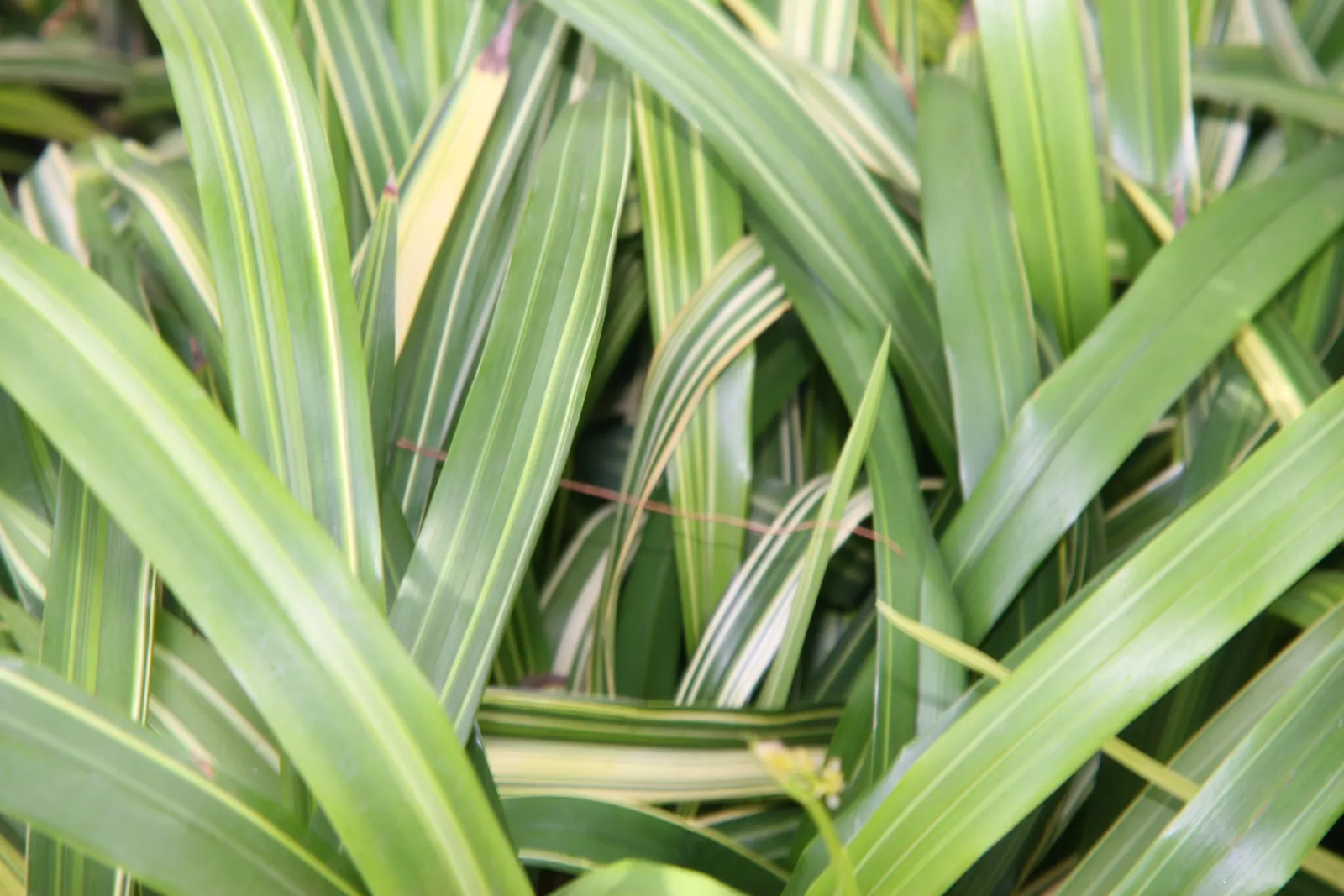 Tasmanian Flax Lily (Dianella Tasmanica) — making it an excellent choice for gardeners seeking a plant that offers both beauty and resilience