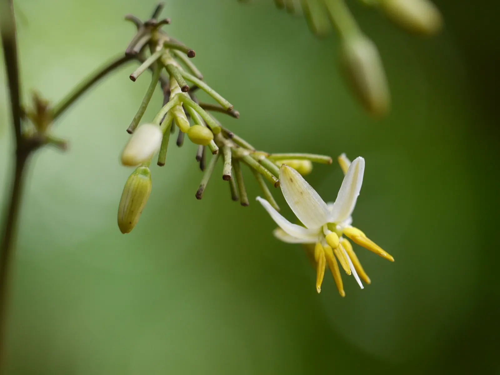 Tasmanian Flax Lily (Dianella Tasmanica) — providing a unique texture to the overall garden composition