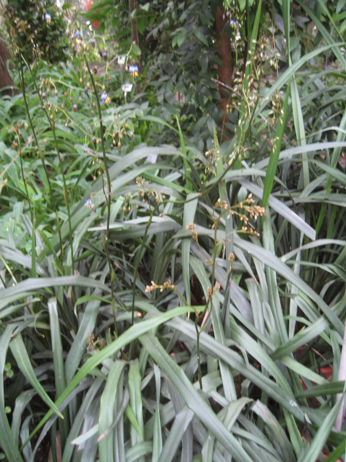 Tasmanian Flax Lily (Dianella Tasmanica) — verdant green leaves that reach up to 3 feet in height and spread up to 2 feet wide; star-shaped flowers in the