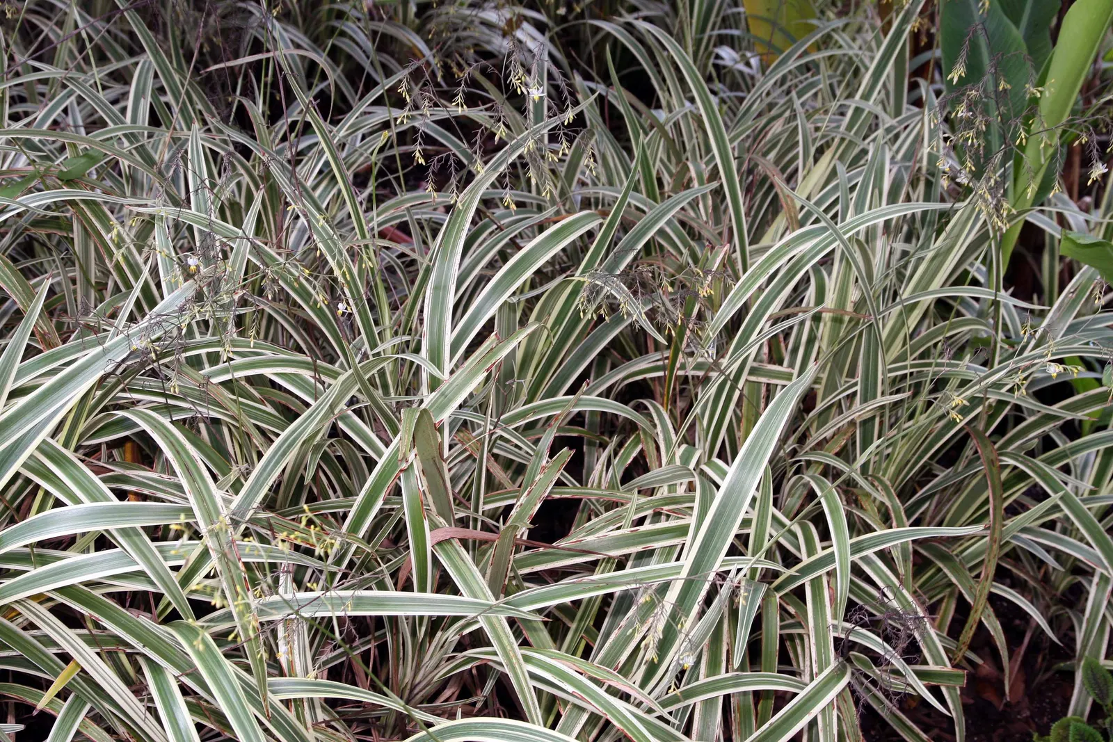 Tasmanian Flax Lily (Dianella Tasmanica) — making it an excellent choice for gardeners seeking a plant that offers both beauty and resilience; dark blue