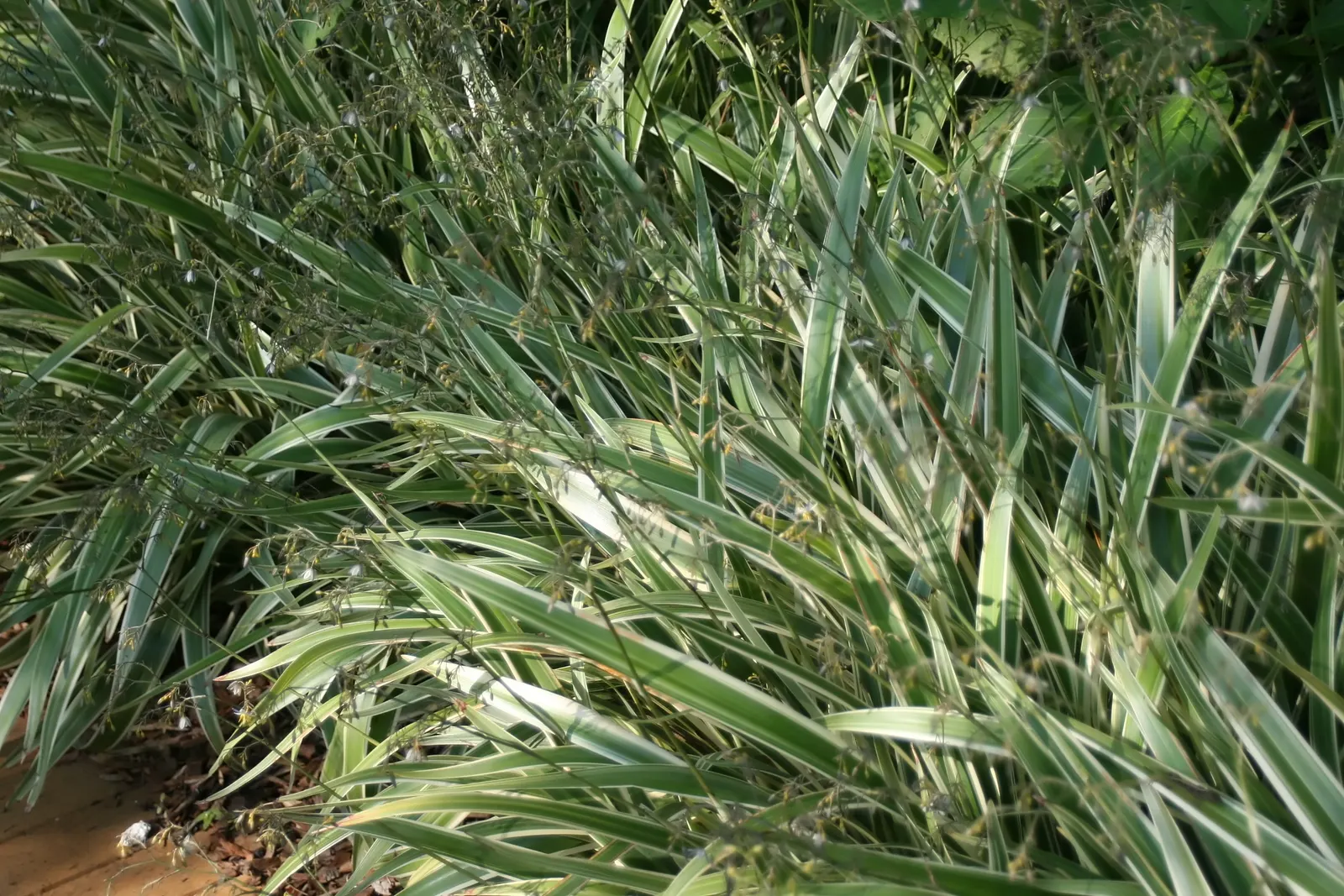 Tasmanian Flax Lily (Dianella Tasmanica) — Following the flowering season, image 41