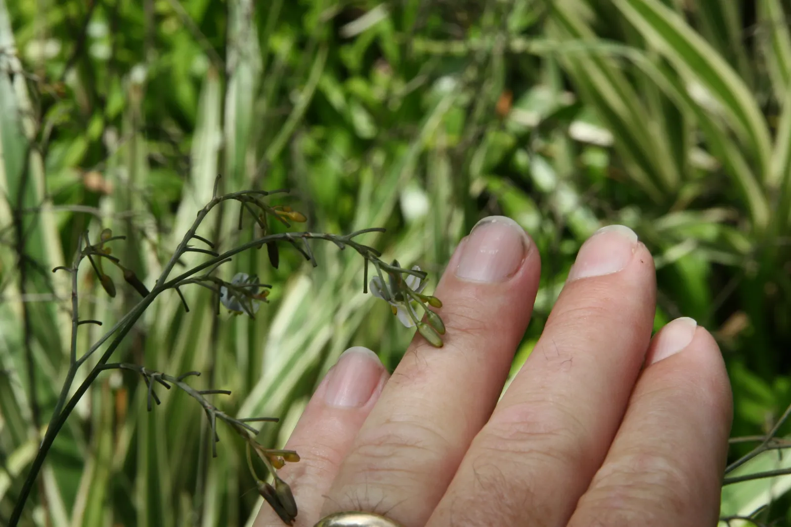 Tasmanian Flax Lily (Dianella Tasmanica) — dark blue berries that are about 0.5 inches in diameter; the Tasmanian Flax Lily (Dianella tasmanica) is an