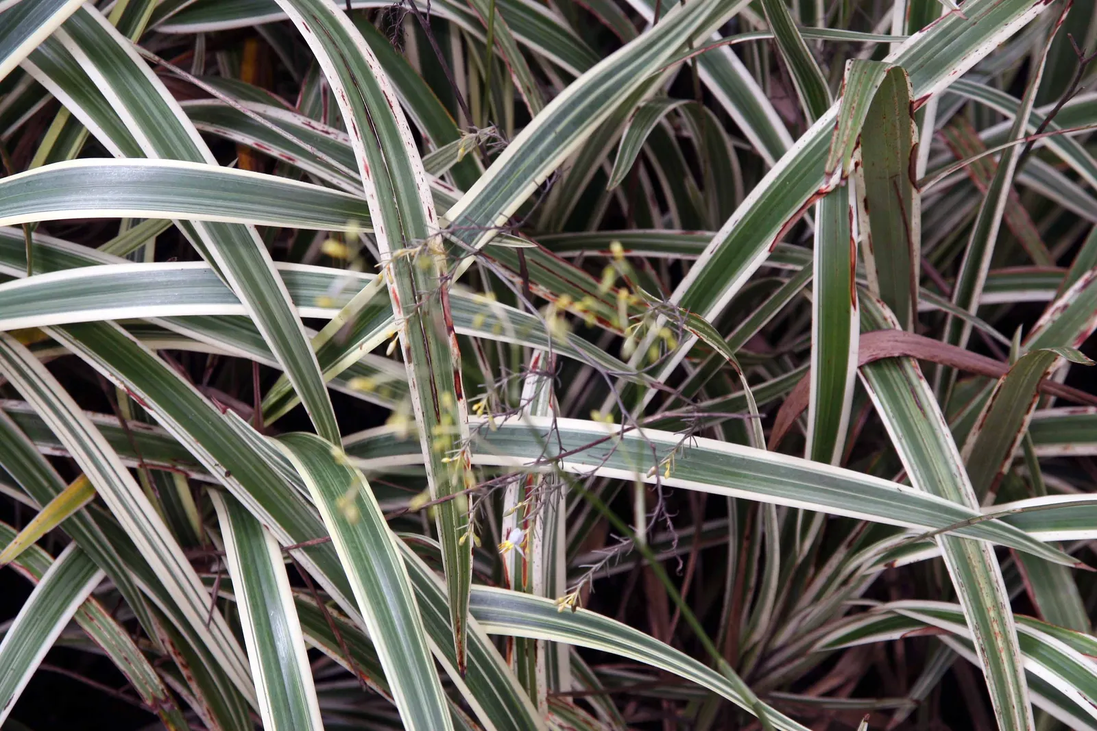 Tasmanian Flax Lily (Dianella Tasmanica) — It is also an excellent foliage contrast when interspersed among other plants