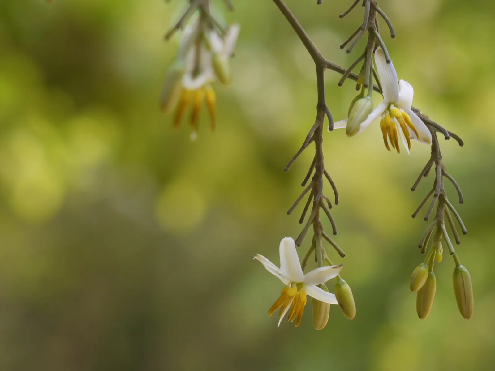Tasmanian Flax Lily (Dianella Tasmanica) — grass / perennial with blue blooms