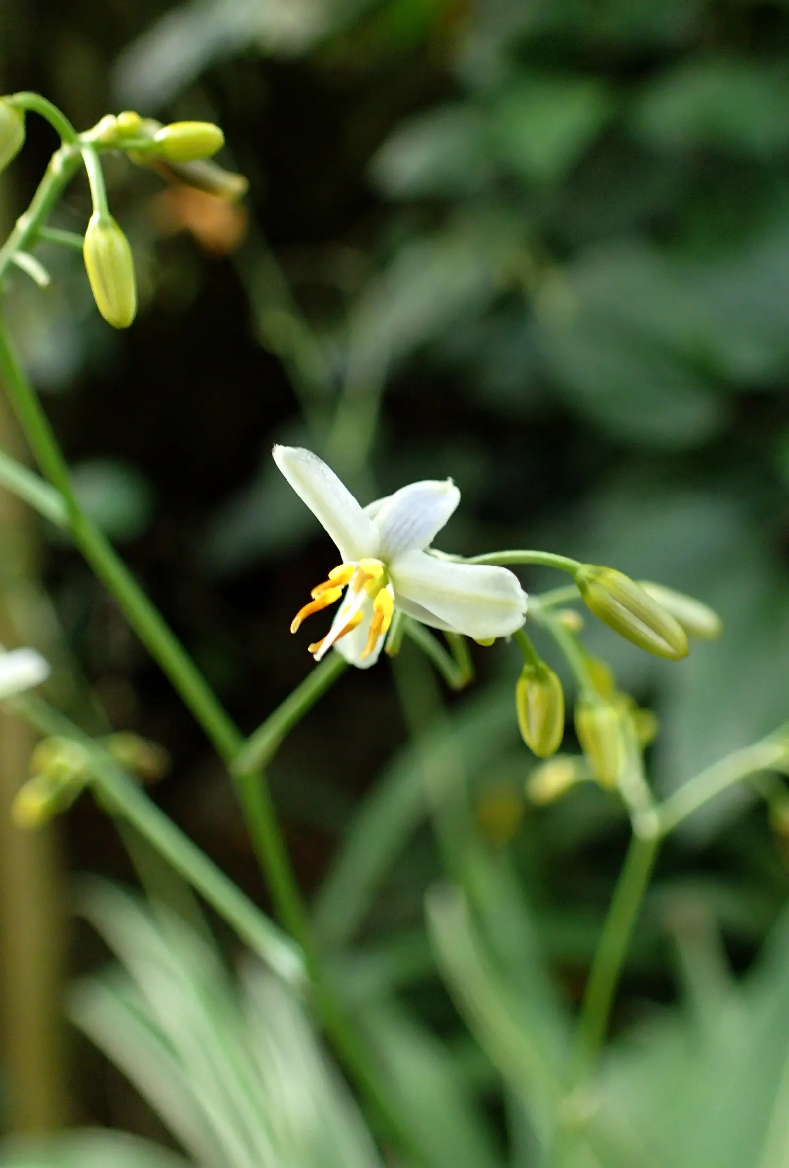 Tasmanian Flax Lily (Dianella Tasmanica) — providing a unique texture to the overall garden composition; its striking blue-purple flowers bloom in spring