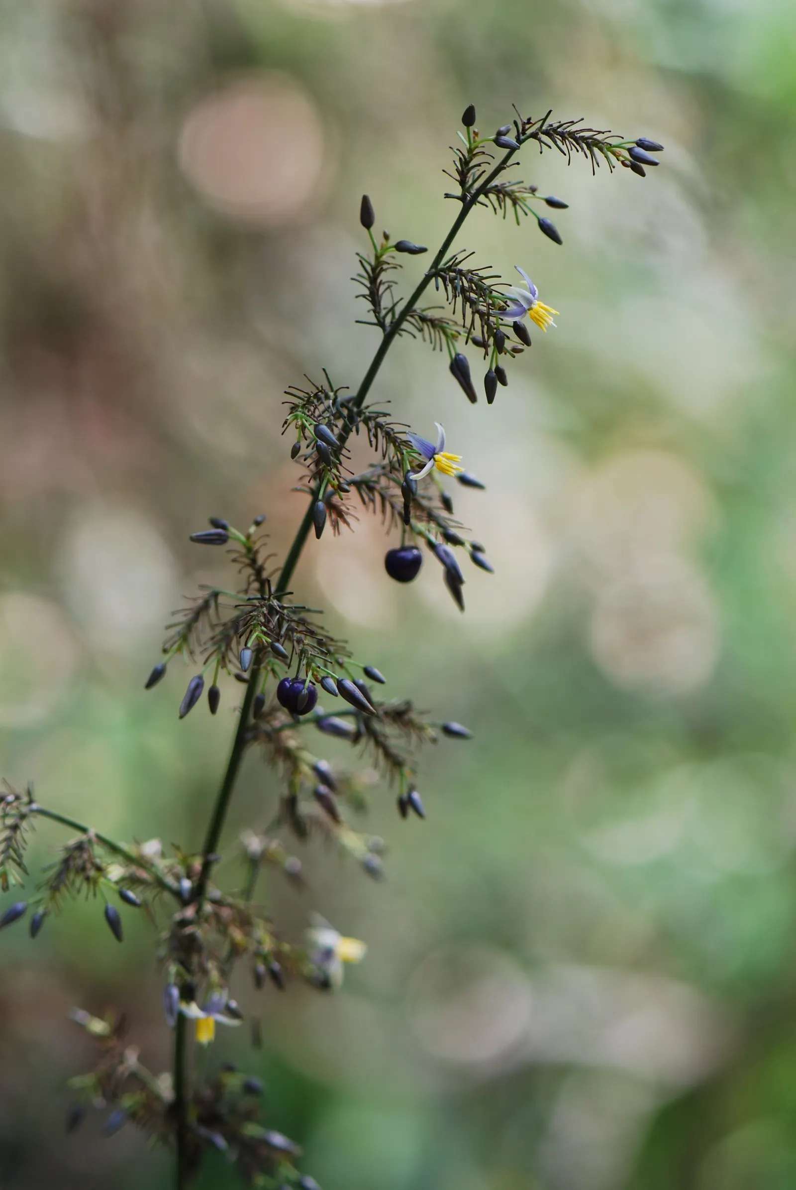 Tasmanian Flax Lily (Dianella Tasmanica) — Drought-tolerant once established; suitable for USDA zones 7-10, image 32
