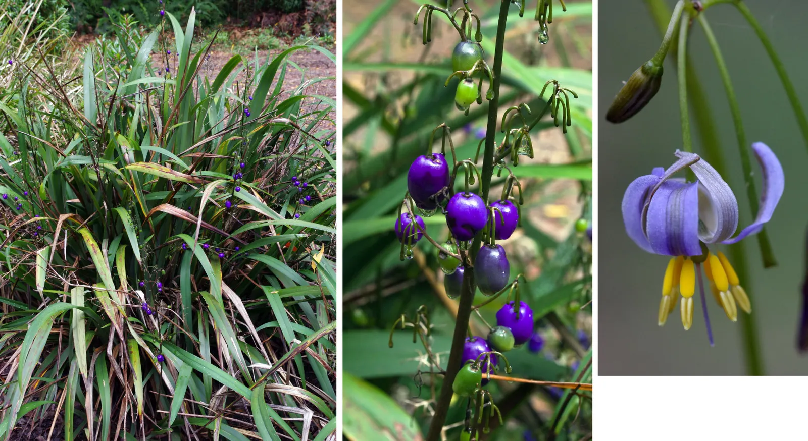 Tasmanian Flax Lily (Dianella Tasmanica) — this hardy species thrives in partial shade to full sun and adapts to a range of soils; blue flowers in the garden