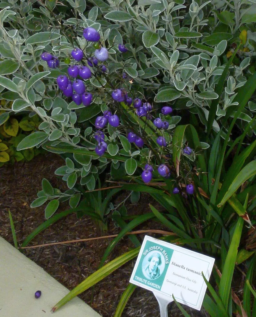 Tasmanian Flax Lily (Dianella Tasmanica) — star-shaped flowers in the spring and summer