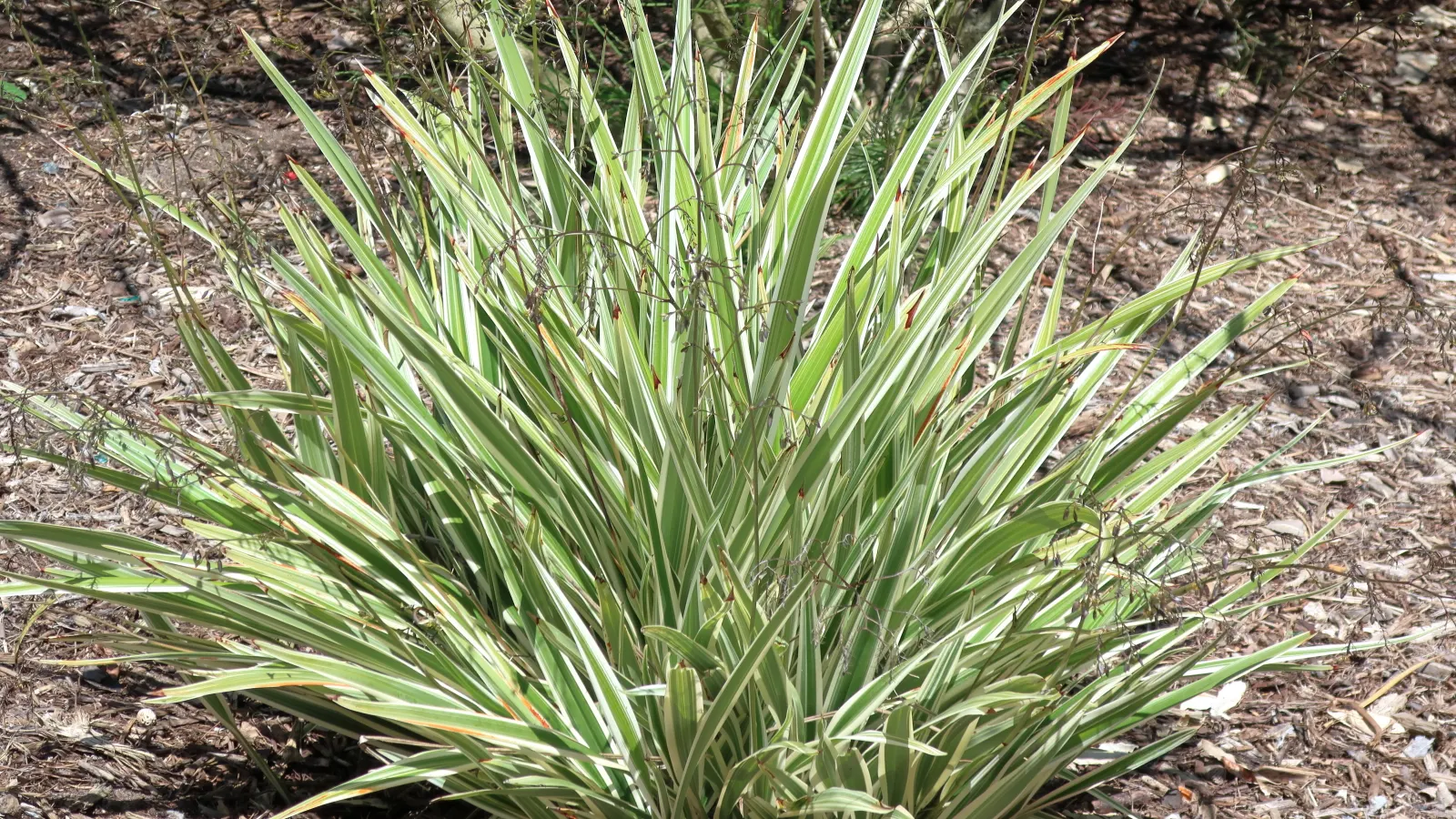 Tasmanian Flax Lily (Dianella Tasmanica) — Often chosen for its attractive foliage and vibrant indigo berries