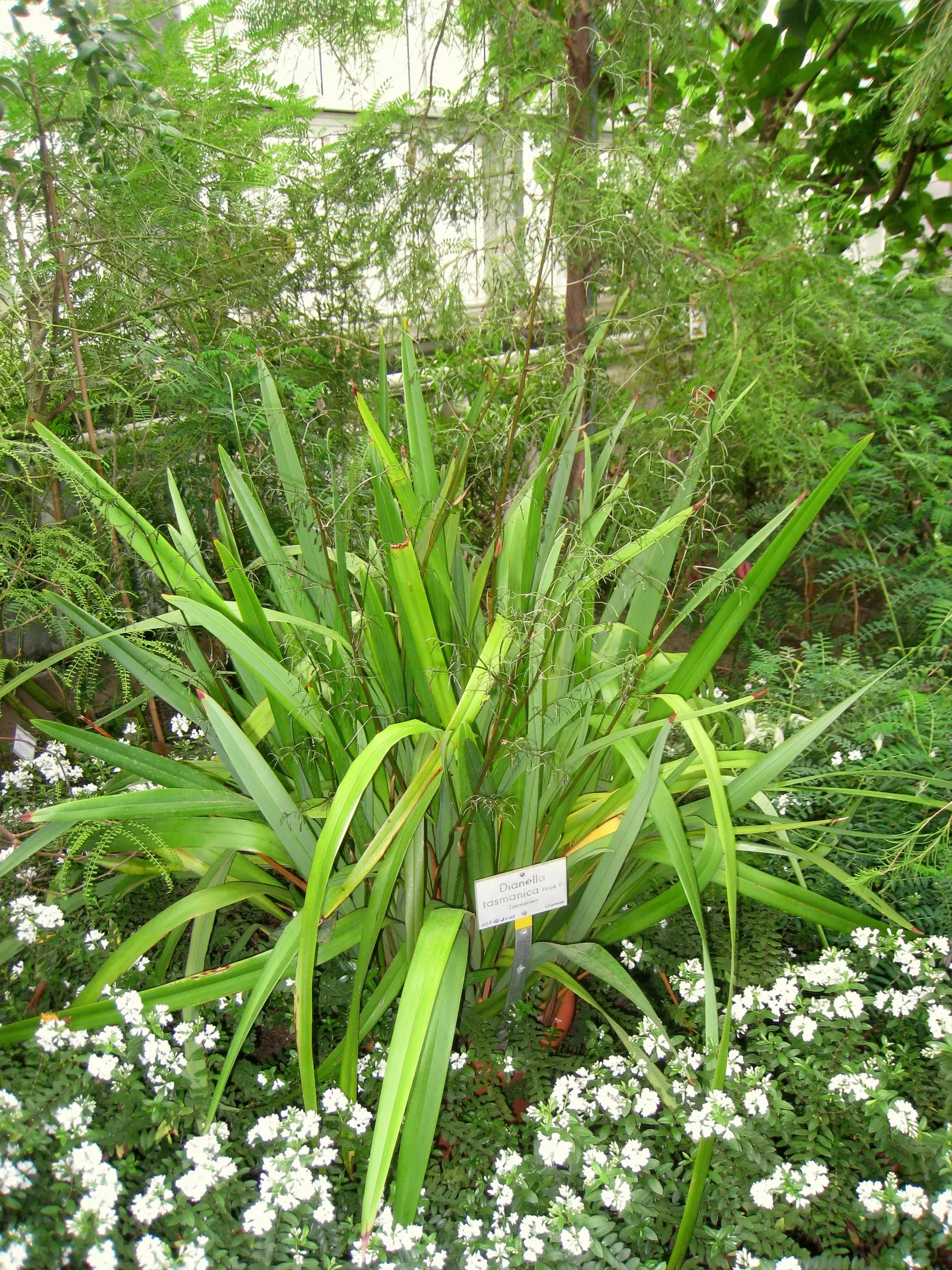 Tasmanian Flax Lily (Dianella Tasmanica) — Following the flowering season