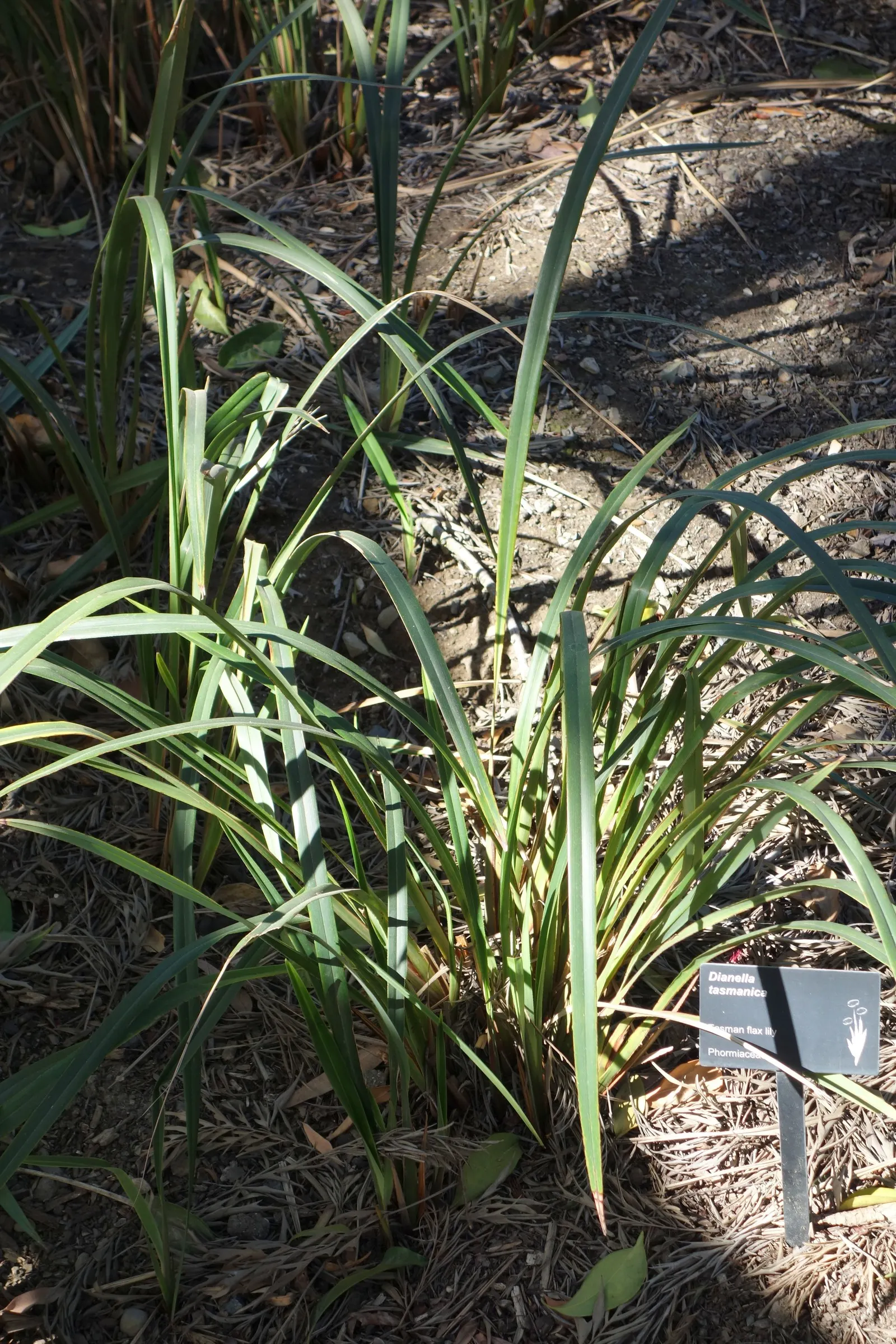 Tasmanian Flax Lily (Dianella Tasmanica) — this hardy species thrives in partial shade to full sun and adapts to a range of soils