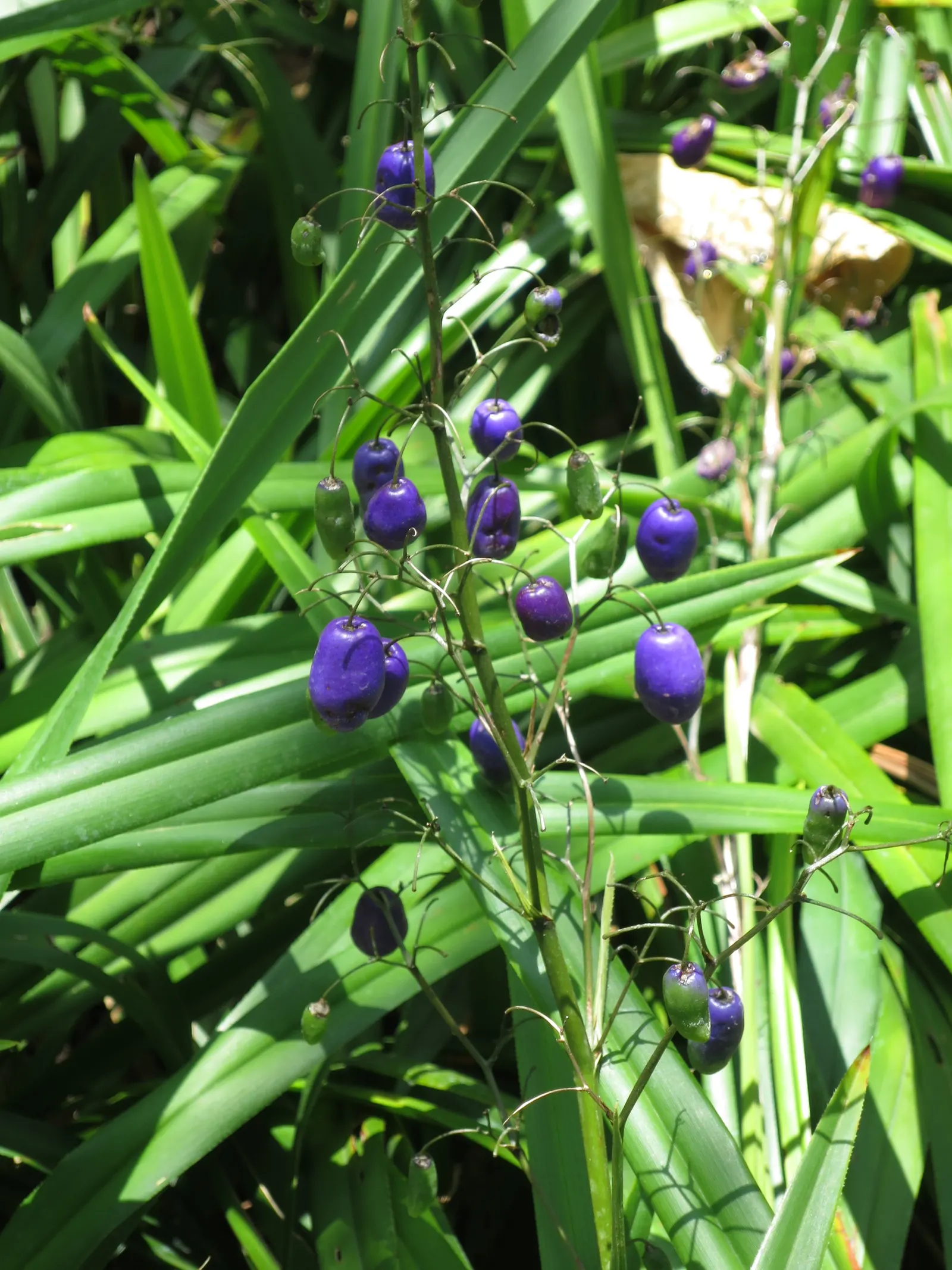 Tasmanian Flax Lily (Dianella Tasmanica) — The Tasmanian Flax Lily (Dianella tasmanica) is an evergreen perennial with strappy