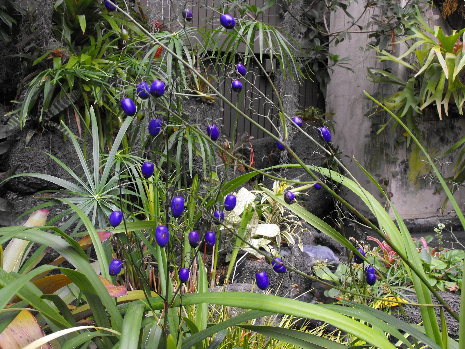 Tasmanian Flax Lily (Dianella Tasmanica) — verdant green leaves that reach up to 3 feet in height and spread up to 2 feet wide