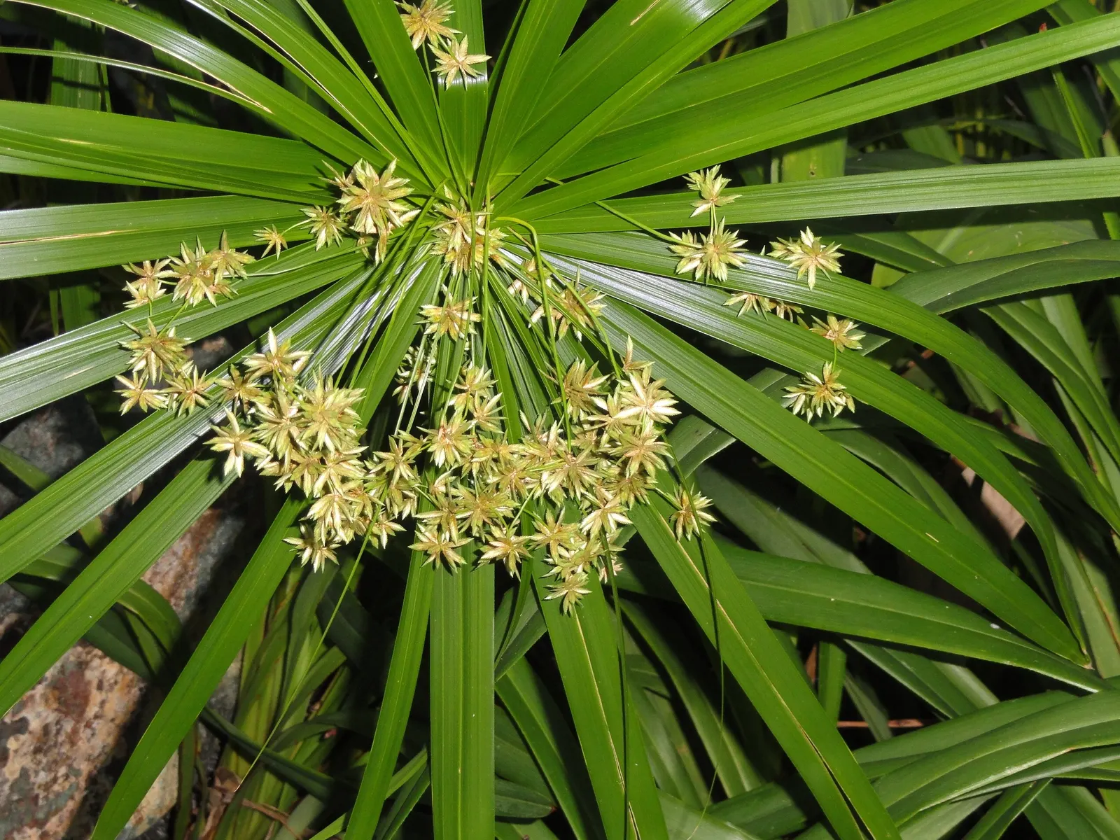 Tasmanian Flax Lily (Dianella Tasmanica) — Drought-tolerant once established; suitable for USDA zones 7-10