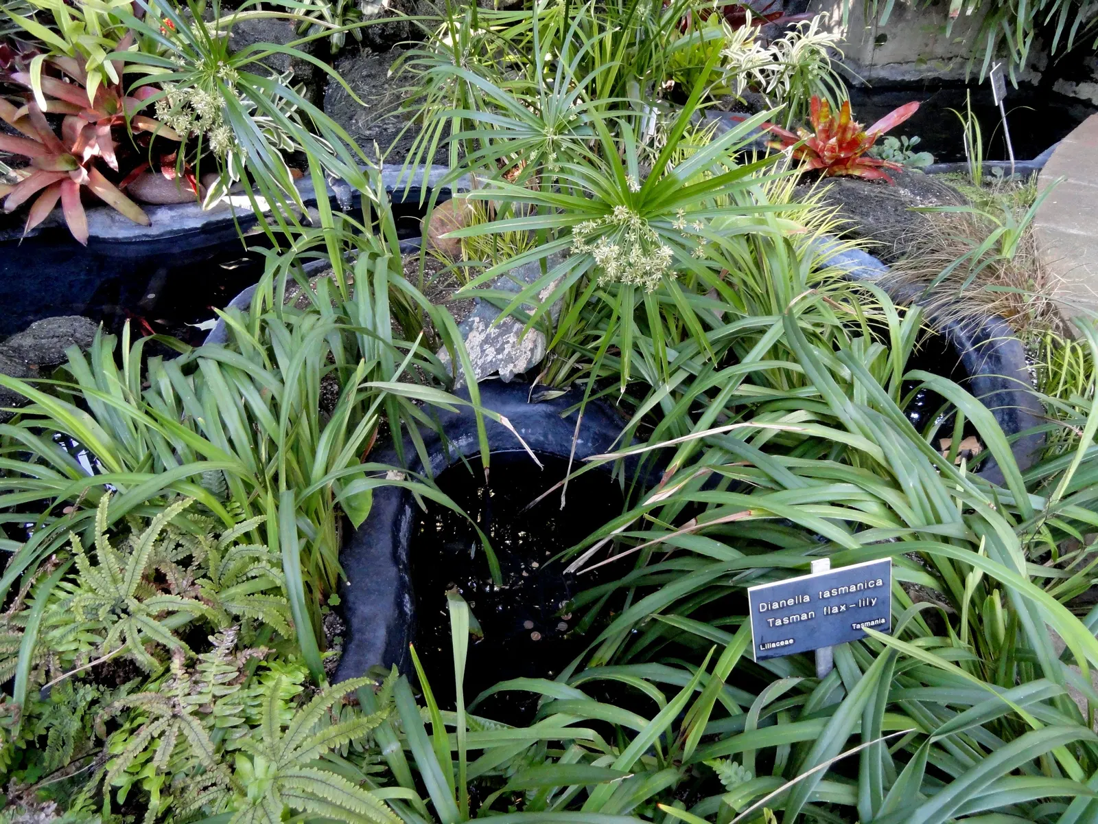 Tasmanian Flax Lily (Dianella Tasmanica) — ranging in color from soft violet to a deep purple-blue