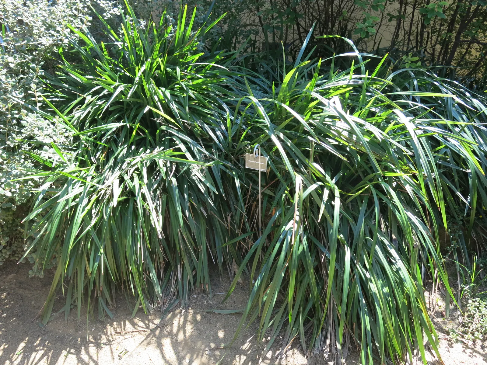 Tasmanian Flax Lily (Dianella Tasmanica) — the Flax Lily produces eye-catching
