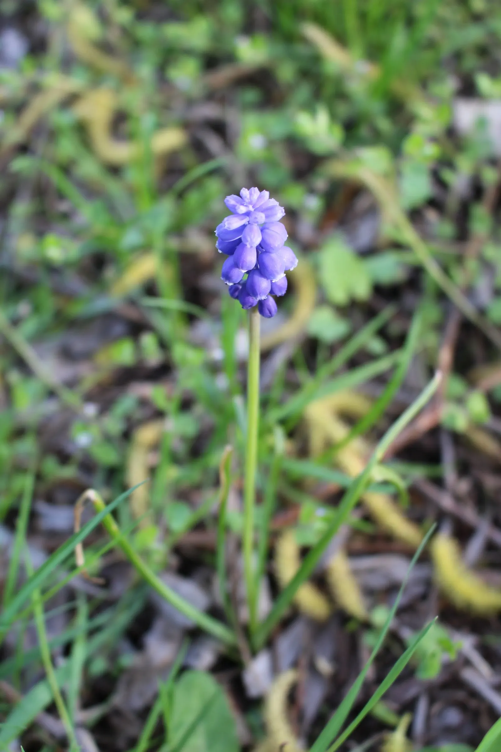 Grape Hyacinth (Muscari Armeniacum) — scientifically named Muscari armeniacum; that bloom in a striking deep cobalt blue with a purplish tinge, image 120