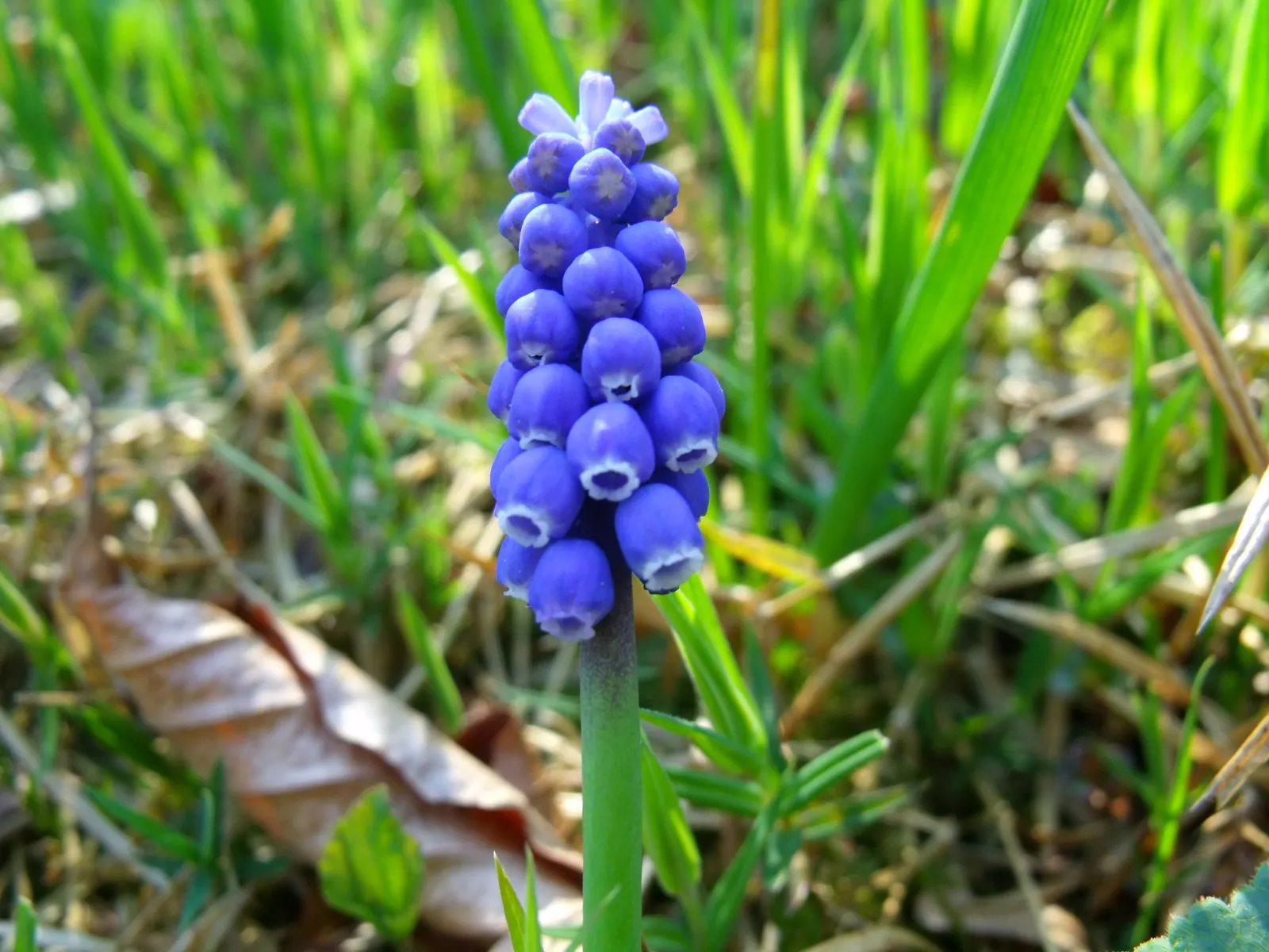 Grape Hyacinth (Muscari Armeniacum) — Grape Hyacinths require marginal maintenance; it also pairs beautifully with other spring bloomers like, image 128