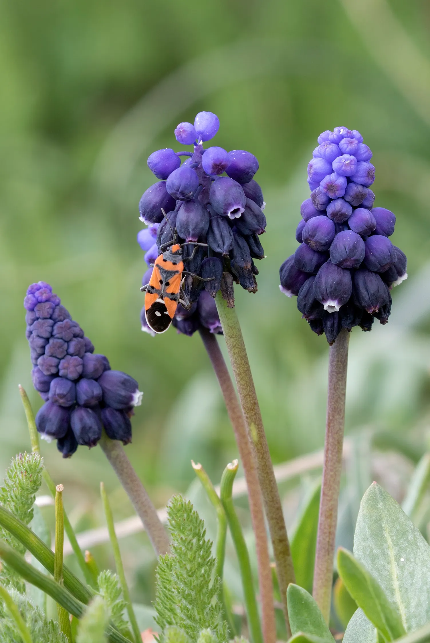 Grape Hyacinth (Muscari Armeniacum) — Once established, it requires minimal maintenance and is deer-resistant; the plant reaches 6-9 inches in, image 50