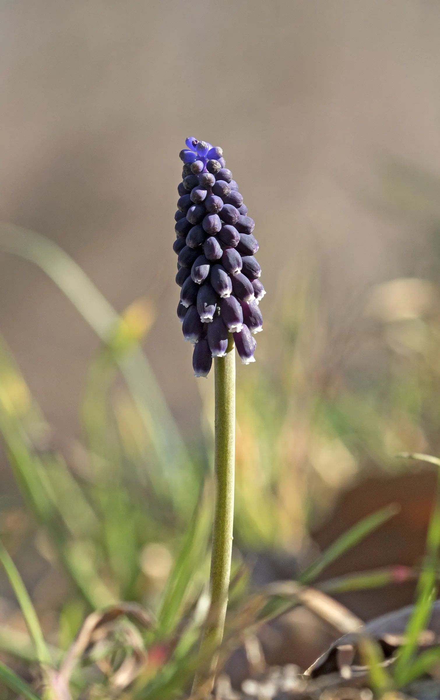 Grape Hyacinth (Muscari Armeniacum) — blue flowers in the garden; is a charming and resilient bulbous perennial that would make an excellent, image 67