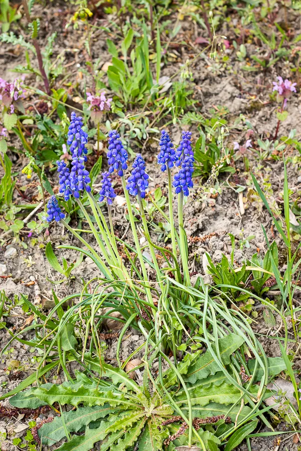 Grape Hyacinth (Muscari Armeniacum) — adding a striking blue hue to borders and rock gardens; signaling the arrival of spring, image 95