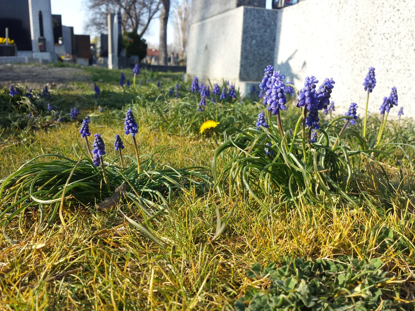 Grape Hyacinth (Muscari Armeniacum) — Each spike can grow to be 6 to 8 inches tall; blue flowers in the garden, image 125
