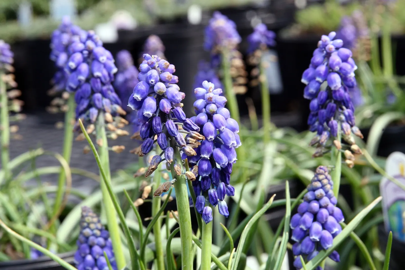 Grape Hyacinth (Muscari Armeniacum) — blue flowers in the garden; is a charming and resilient bulbous perennial that would make an excellent, image 205