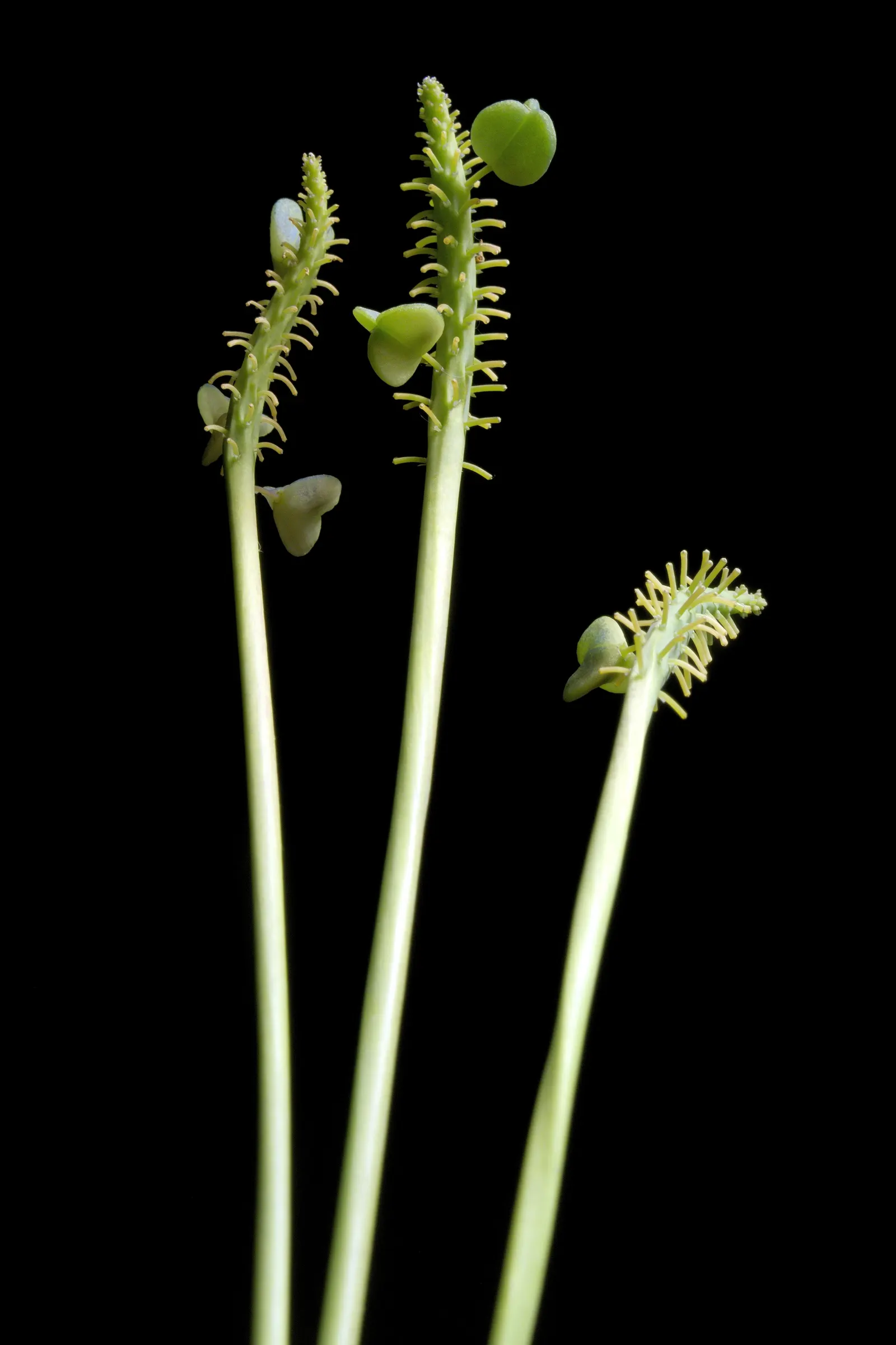 Grape Hyacinth (Muscari Armeniacum) — This plant is characterized by its densely clustered; bulb / ground cover for full or half, image 122