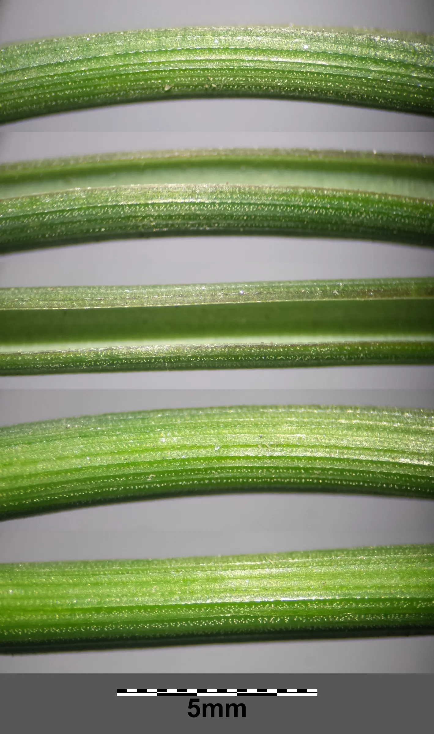 Grape Hyacinth (Muscari Armeniacum) — A planting depth of 3 to 4 inches is recommended to ensure optimal growth; each spike can grow to be 6 to 8, image 153