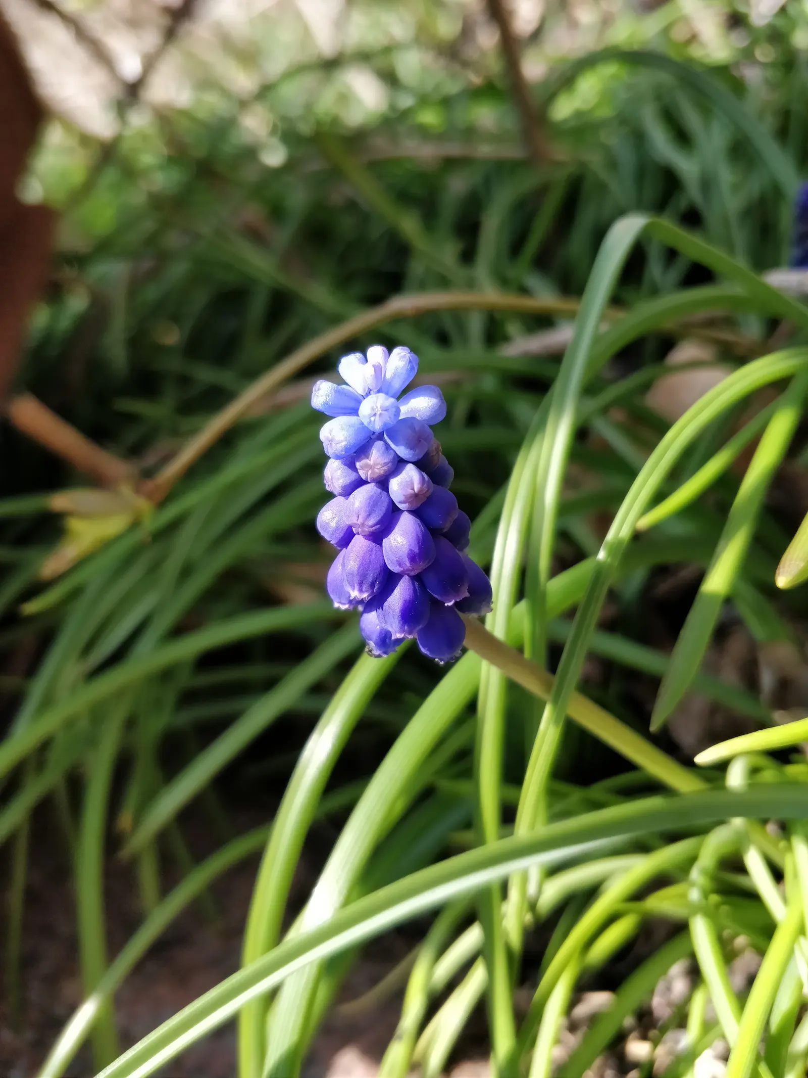 Grape Hyacinth (Muscari Armeniacum) — bulb / ground cover for full or half; offering a layered look of contrasting shapes and heights, image 184