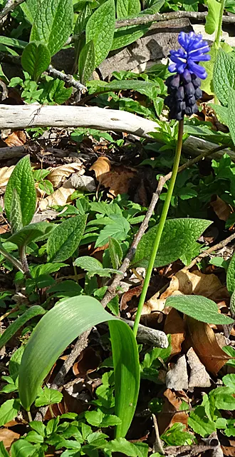 Grape Hyacinth (Muscari Armeniacum) — The plant reaches 6-9 inches in height and thrives in USDA zones 4-8, preferring full sun to partial shade, image 117