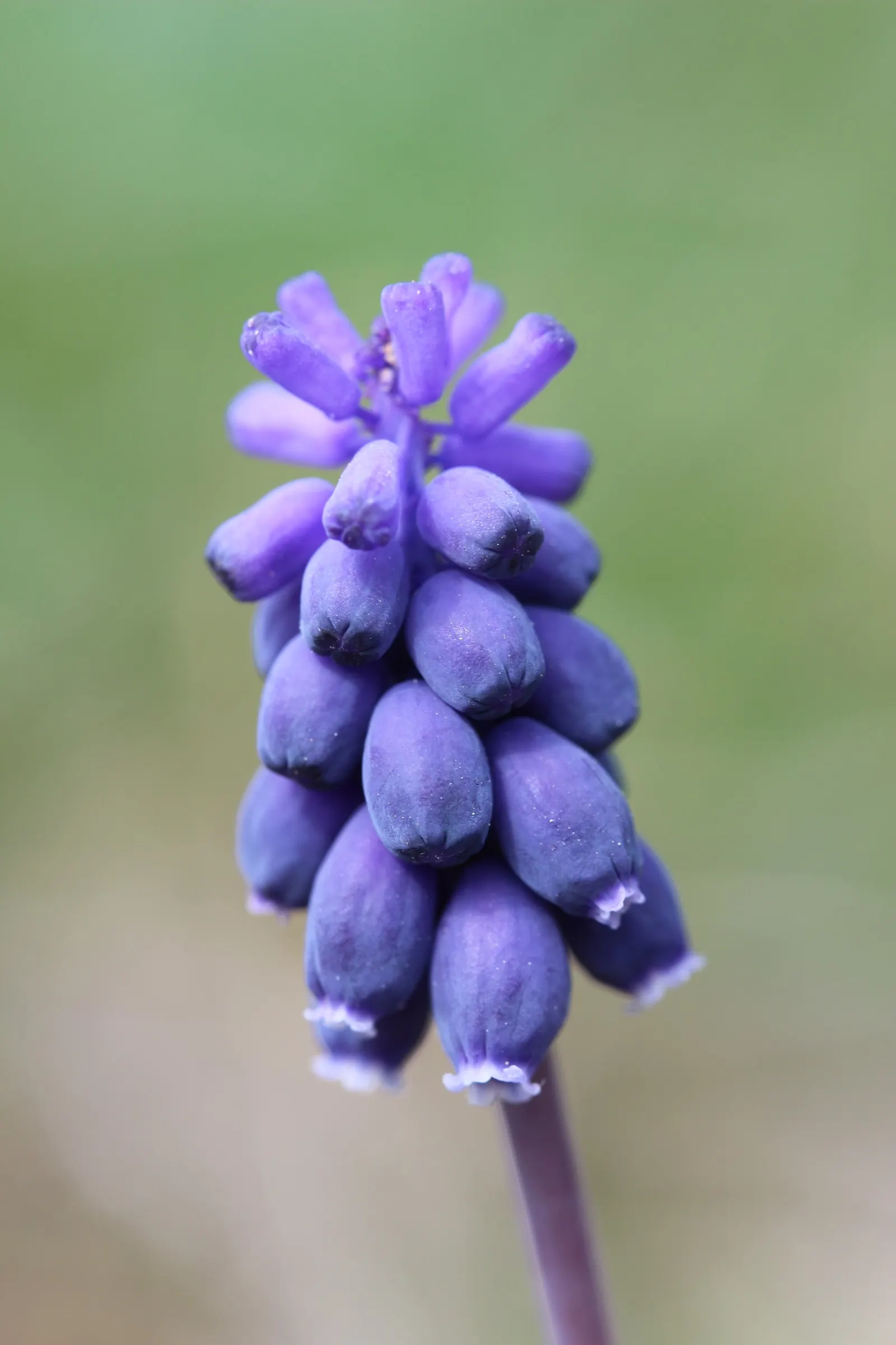 Grape Hyacinth (Muscari Armeniacum) — The plant reaches 6-9 inches in height and thrives in USDA zones 4-8, preferring full sun to partial shade, image 209