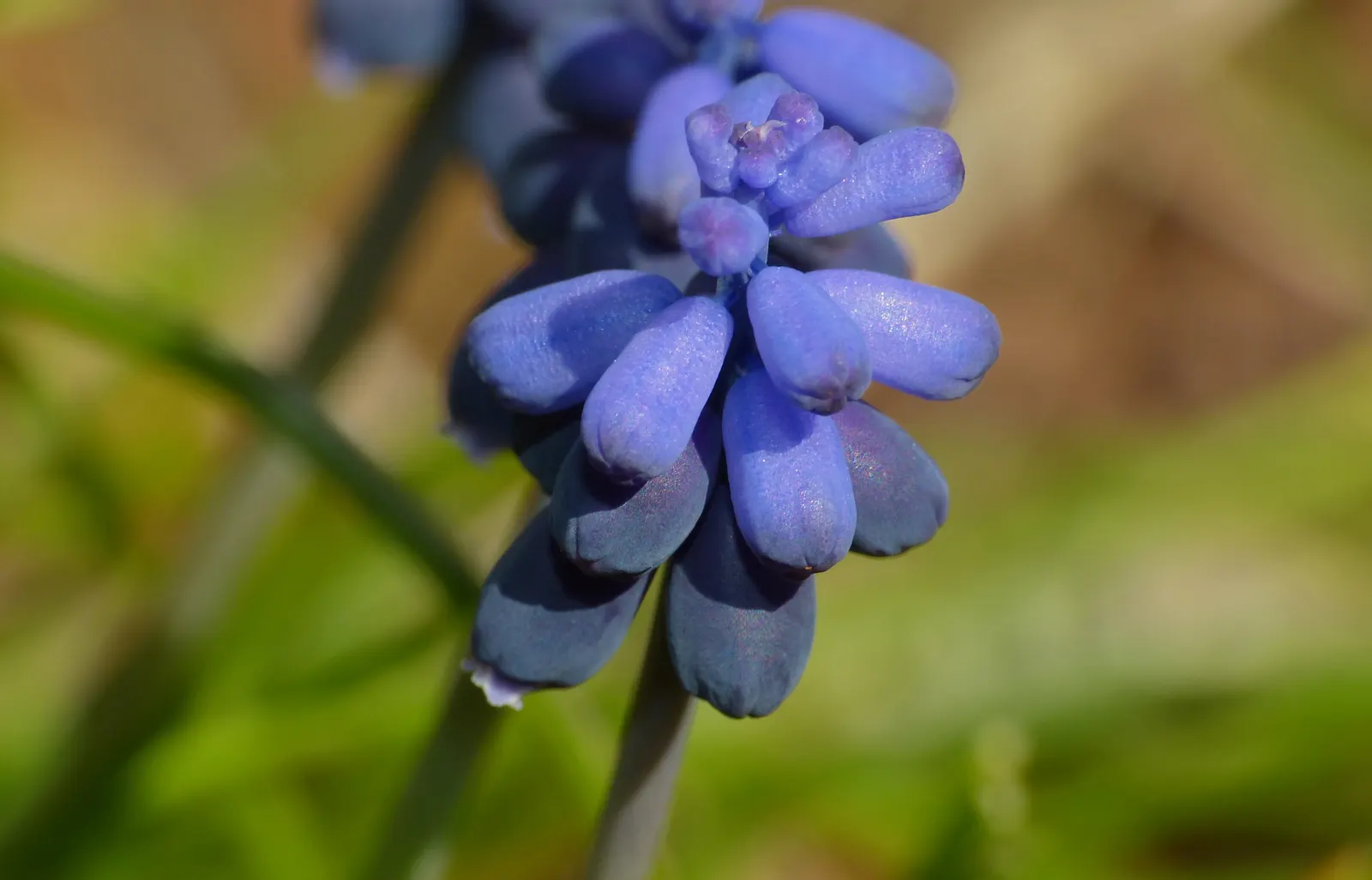Grape Hyacinth (Muscari Armeniacum) — scientifically named Muscari armeniacum