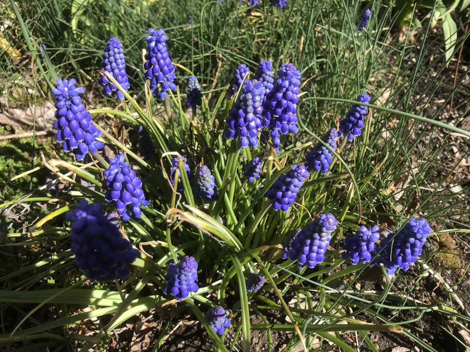 Grape Hyacinth (Muscari Armeniacum) — blue flowers in the garden; is a charming and resilient bulbous perennial that would make an excellent, image 182