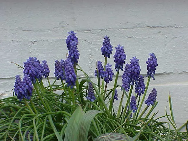 Grape Hyacinth (Muscari Armeniacum) — urn-shaped deep blue flowers resembling tiny grapes; once established, it requires minimal maintenance and is, image 231