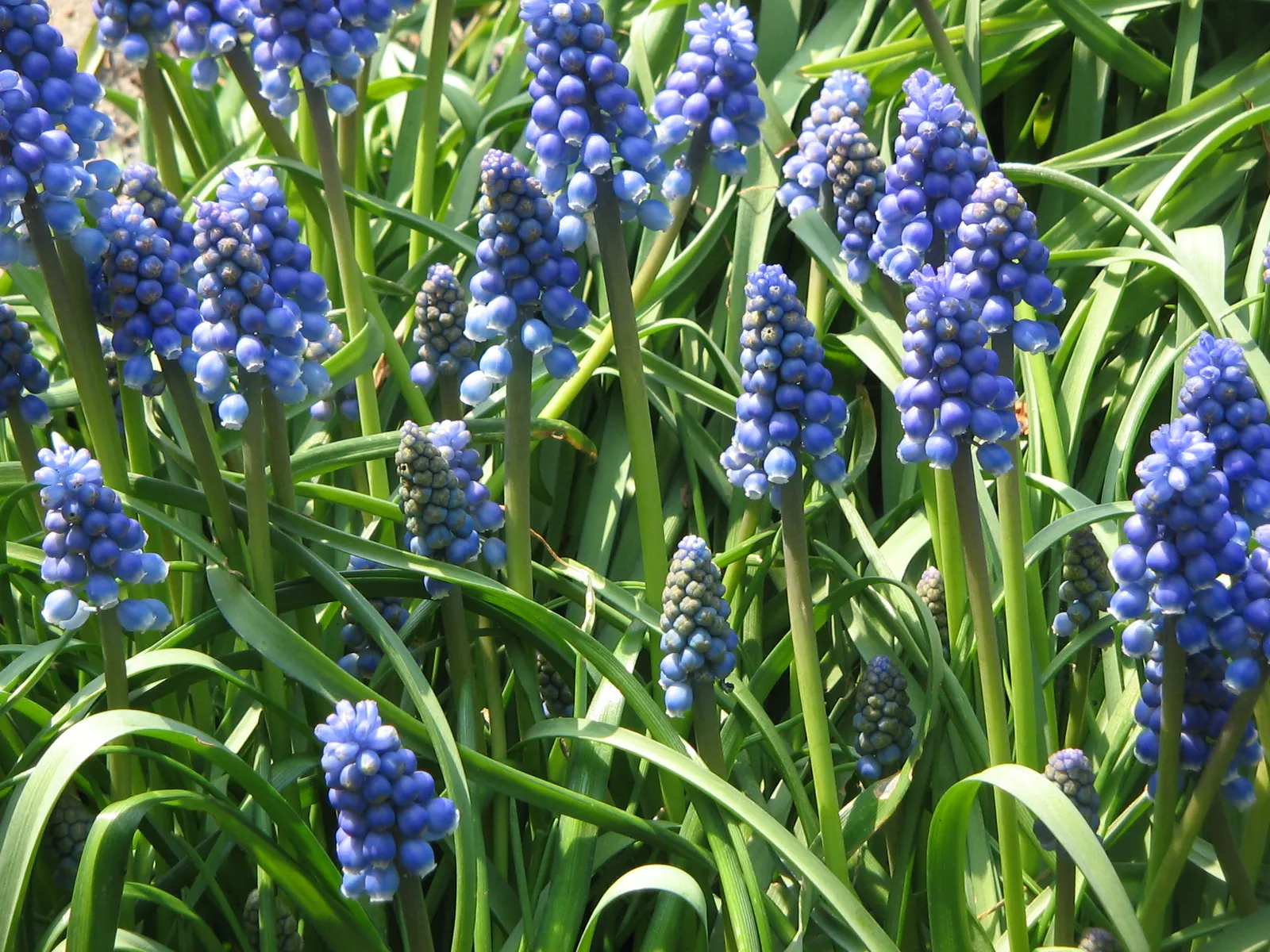 Grape Hyacinth (Muscari Armeniacum) — bulb / ground cover with blue blooms; grape Hyacinths require marginal maintenance, image 114