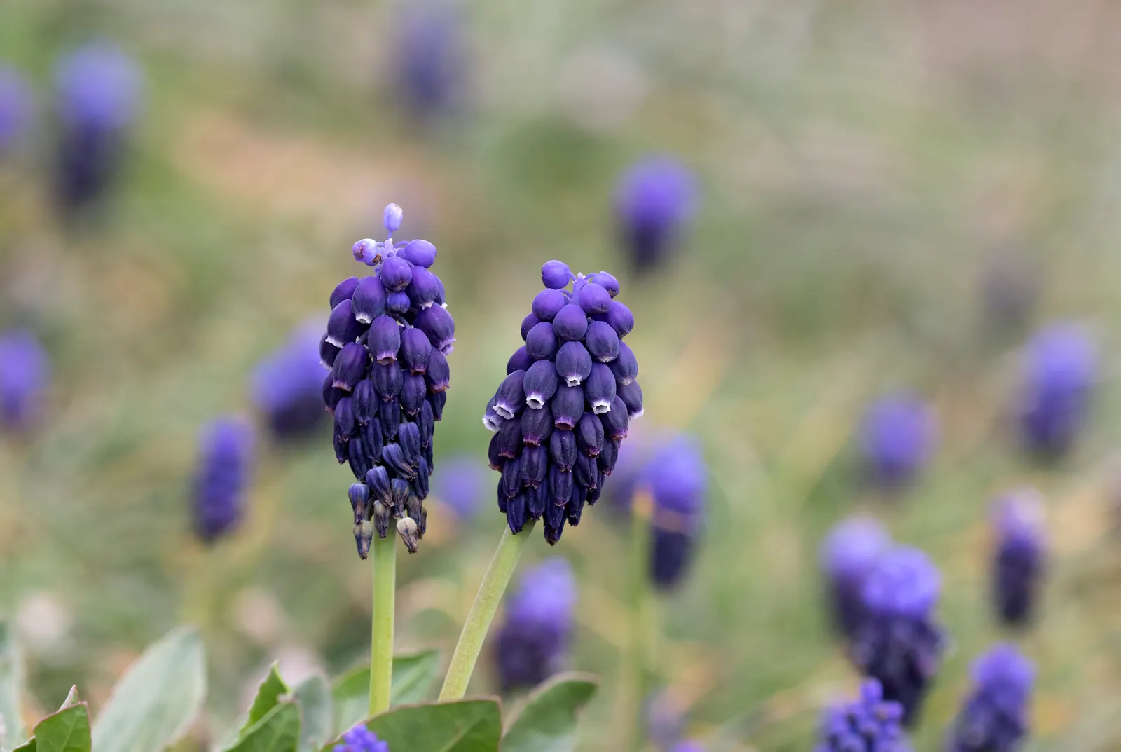 Grape Hyacinth (Muscari Armeniacum) — blue flowers in the garden; is a charming and resilient bulbous perennial that would make an excellent, image 113