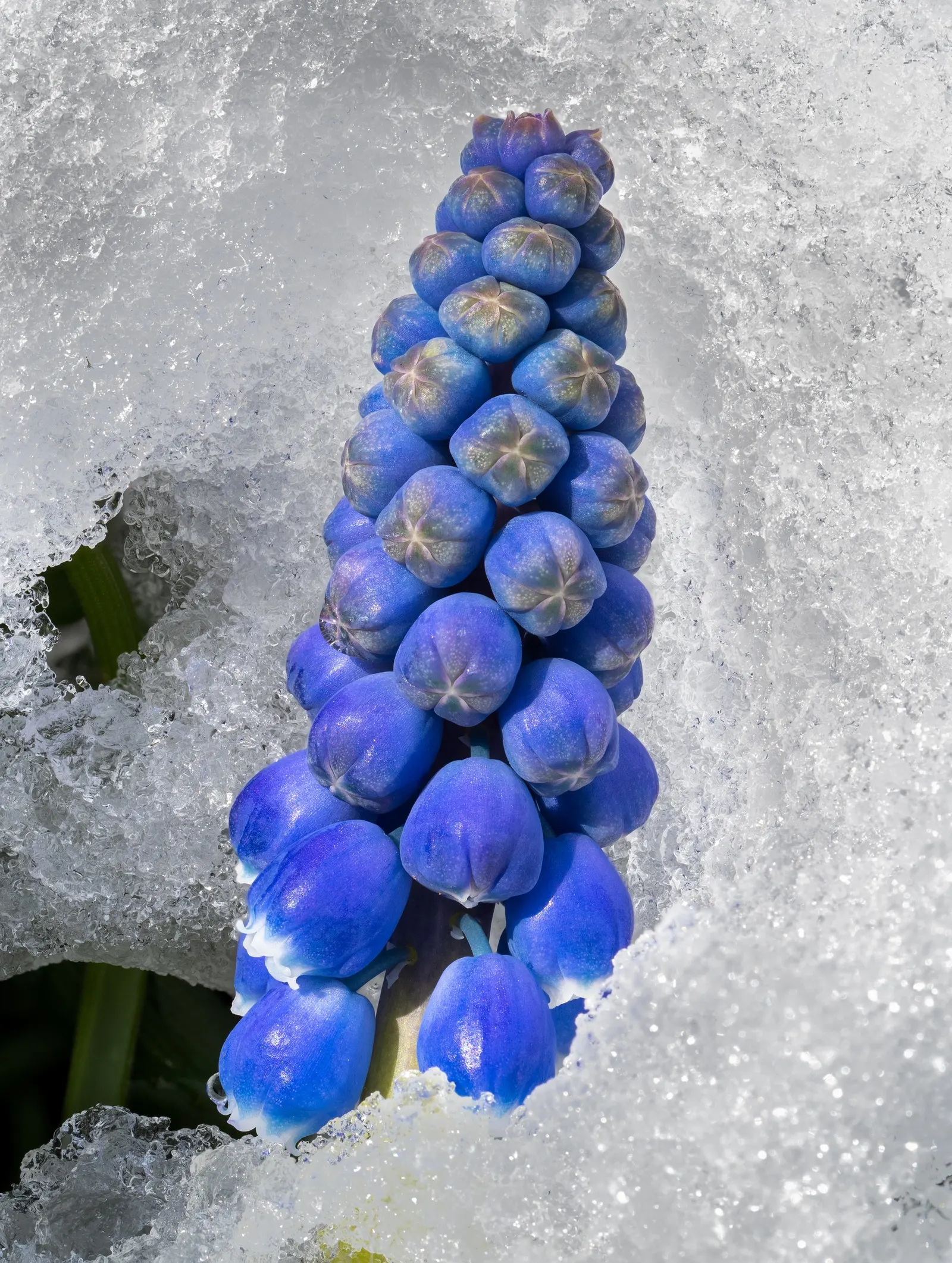 Grape Hyacinth (Muscari Armeniacum) — Grape Hyacinths require marginal maintenance; it also pairs beautifully with other spring bloomers like, image 82